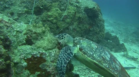 Hawksbill Turtle non Colour Corrected 库存影片 61181720