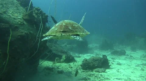 Hawksbill Turtle non Colour Corrected 库存影片 61181883
