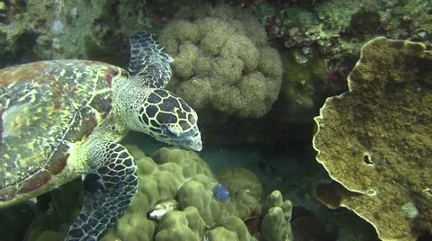 Hawksbill Turtle non Colour Corrected 库存影片 61181981