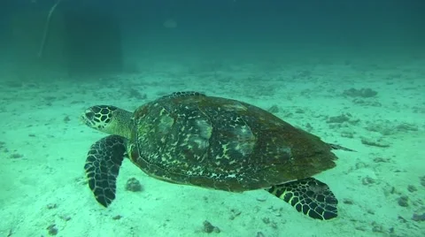 Hawksbill Turtle non Colour Corrected 库存影片 61182005