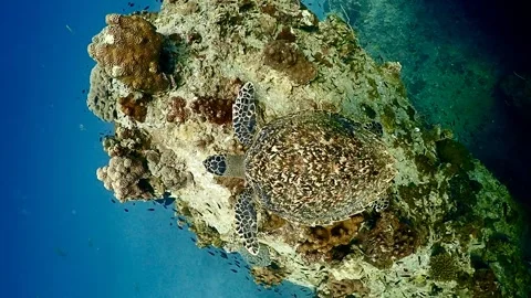 Hawksbill turtle over reef Video stock 249522918