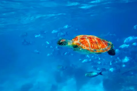 Hawksbill Turtle Stock Photos