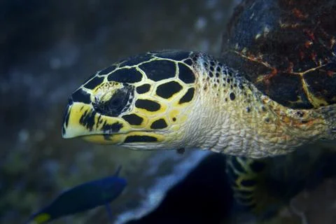 Hawksbill turtle Stock Photos