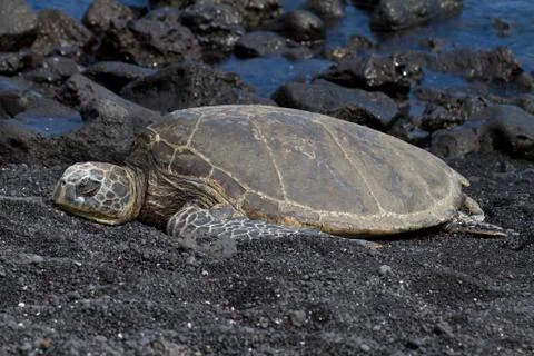 Hawksbill turtle Stock-Fotos
