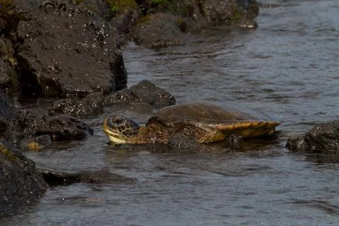 Hawksbill turtle Foto stock