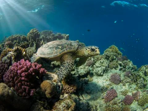 Hawksbill turtle Foto stock
