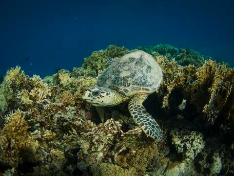 Hawksbill turtle Stock Photos