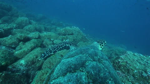 Hawksbill turtle pov shot Video stock 42931090