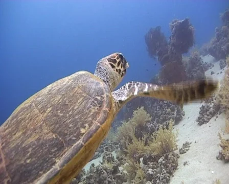 Hawksbill turtle - rear side view Stock Footage 460325