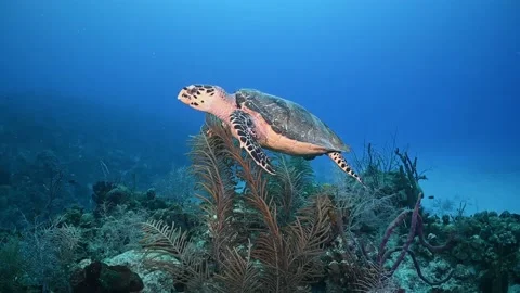 A hawksbill turtle on the reef Stock Footage 164049762