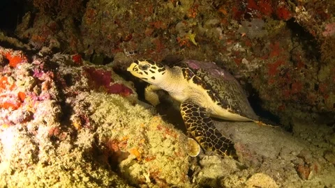 Hawksbill turtle resting at night Stock Footage 130238301