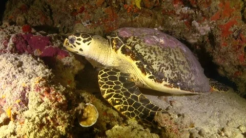 Hawksbill turtle resting under corals at night Stock Footage 130238311