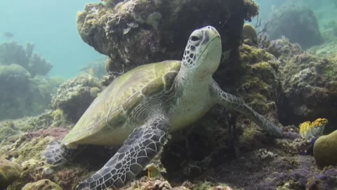 Hawksbill turtle resting under a small coral block. Turtle is almost Stock Footage 275194547