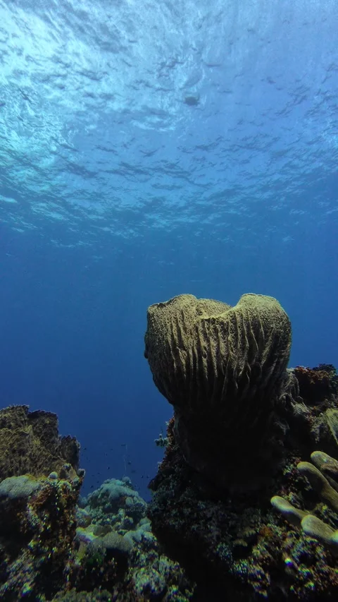 Hawksbill turtle rises near surface over sponge reef Stock Footage 325381531