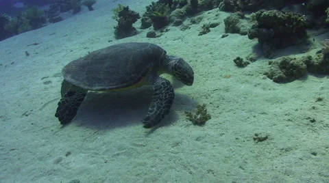Hawksbill turtle on sandy ocean floor Stock Footage 890042
