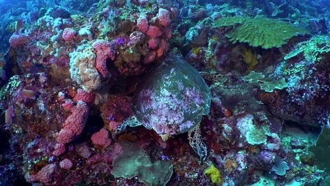 Hawksbill Turtle Scratching Shell Stock Footage 80754087