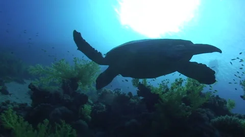 Hawksbill turtle - Silhouette - low angle view Stock Footage 882296