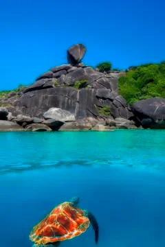 Hawksbill Turtle at Similan Islands Stock Photos