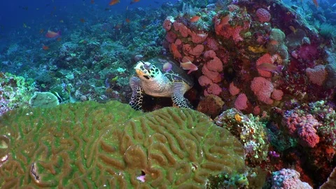 Hawksbill Turtle Sitting Under Coral Stock Footage 80754283