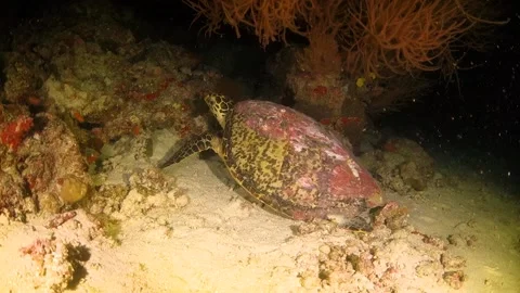 Hawksbill turtle sleeping at night Stock Footage 130238273