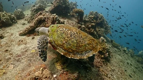 Hawksbill Turtle slow motion Video stock 249674598