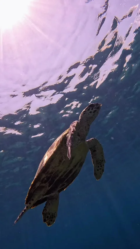 Hawksbill Turtle in Sunlight, Captured from Below in Gili Air, Underwater Stock Footage 293669223