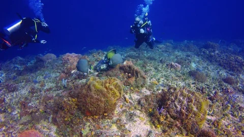 Hawksbill turtle surrounded by angel fish while feeding on the coral in the Stock Footage 96410365