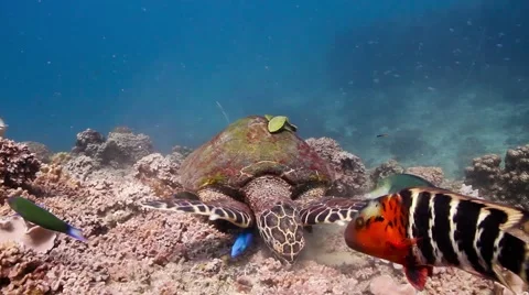 Hawksbill turtle surrounded by fish Video stock 58303063