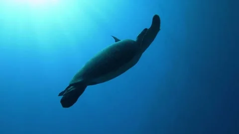 Hawksbill turtle swimming backlight 스톡 동영상 131379590