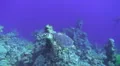 Hawksbill turtle swimming fast past scuba divers HD Footage