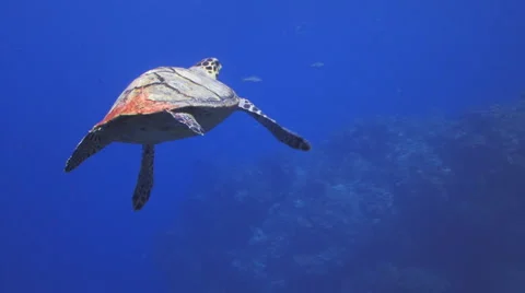Hawksbill Turtle swimming 库存影片 5050406
