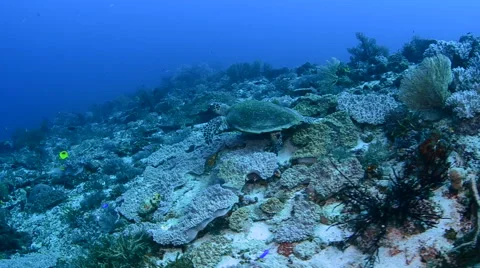 Hawksbill Turtle Swimming Video stock 64284033