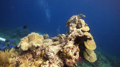 Hawksbill turtle swimming over boulder with diver below Video stock 112482418