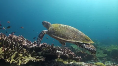 Hawksbill turtle swimming over coral reef Stock Footage