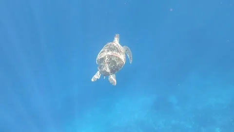 Hawksbill turtle is swimming in the rays of light Stock Footage 154367934