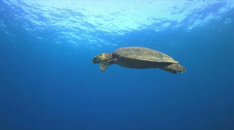 Hawksbill turtle swimming to the surface 4K Vídeo Stock 50148283