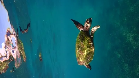 Hawksbill Turtle swimming at the surface Video stock 249523562