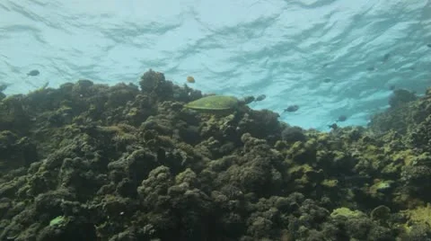 Hawksbill turtle swimming on top of the reef Stock Footage 22638997