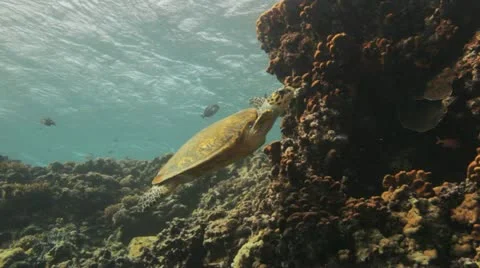 Hawksbill turtle swimming on top of the reef Stock Footage 22639005