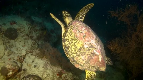 Hawksbill turtle swimming toward the surface at night Stock Footage 130238388