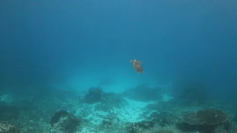 Hawksbill turtle swimming towards the surface in blue water Video stock 130238440