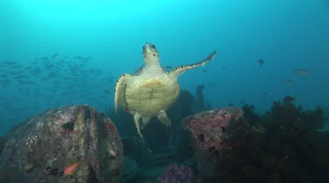 Hawksbill turtle swims in the deck of the SS Thistlegorm, Red Sea, Egypt Stock Footage 57920981