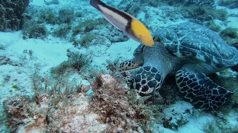 Hawksbill Turtle Swims Foraging 스톡 동영상 128388372