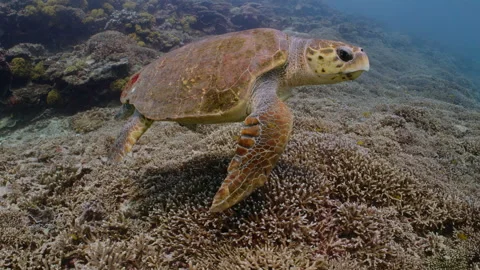 Hawksbill turtle swims over dense coral on the Great Barrier Reef. Stock Footage 295293868