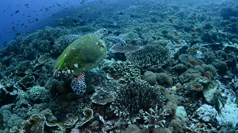 Hawksbill Turtle Swims Over the Reef Stock Footage 64284708