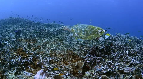 Hawksbill Turtle Swims Over the Reef 2 Stock Footage 64284760