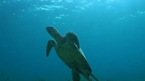 Hawksbill turtle swims to the surface Stock Footage 51581536