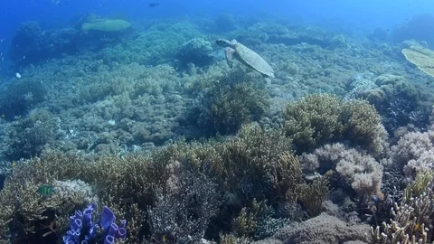 Hawksbill Turtle Swims To Surface Stock Footage 91419095