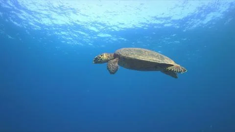 Hawksbill turtle swims to the surface Stock Photos