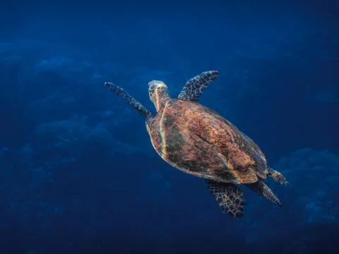 Hawksbill turtle swims while diving to the surface Stock Photos